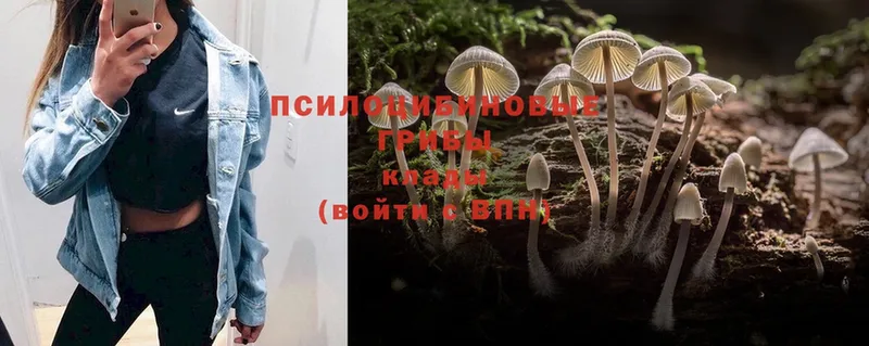 Псилоцибиновые грибы Psilocybe  Беслан 